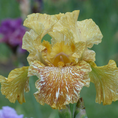 Yellow Iris Bouquet