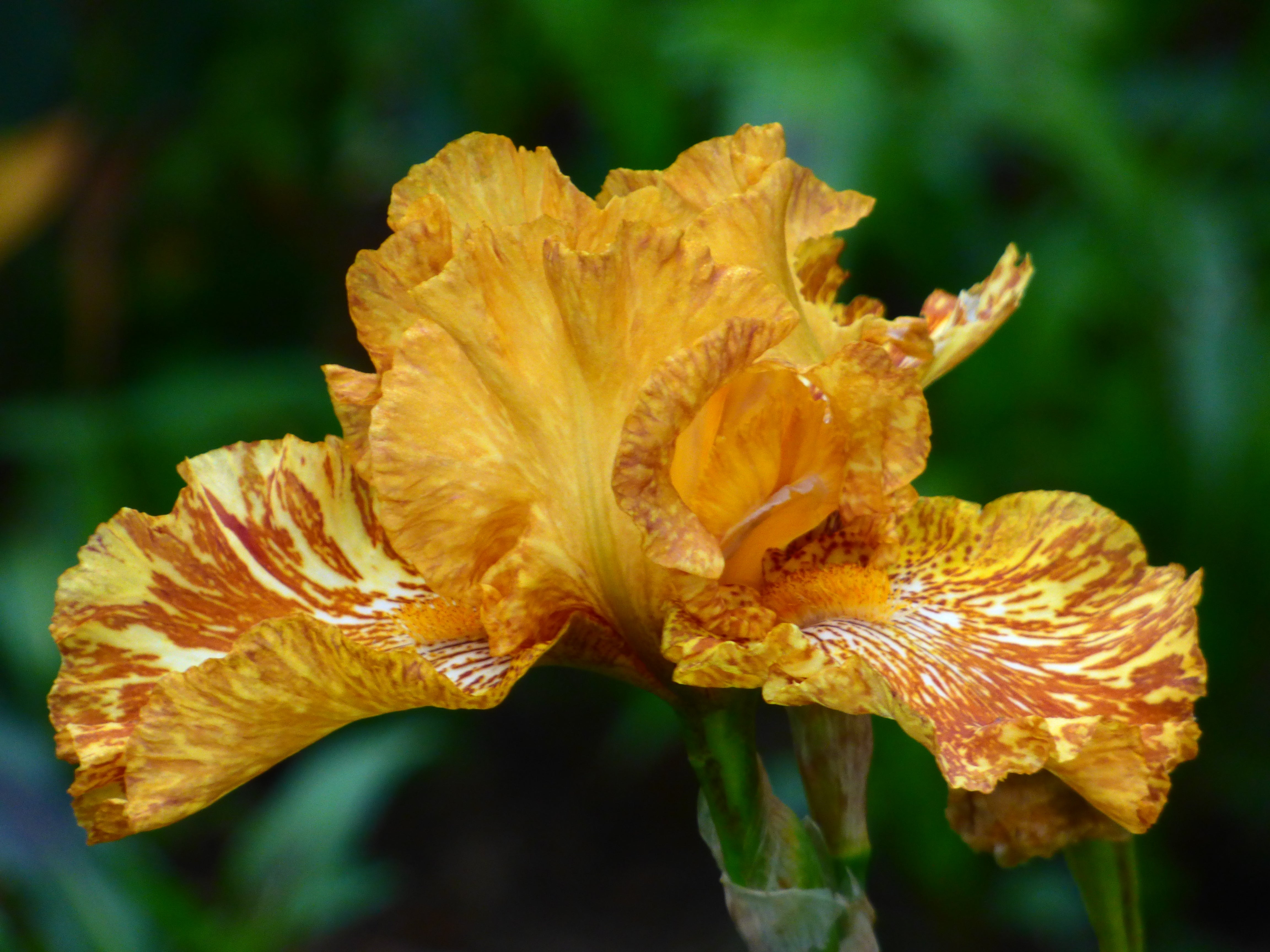 Tiger Honey | Tall Bearded Iris – Schreiner's Gardens