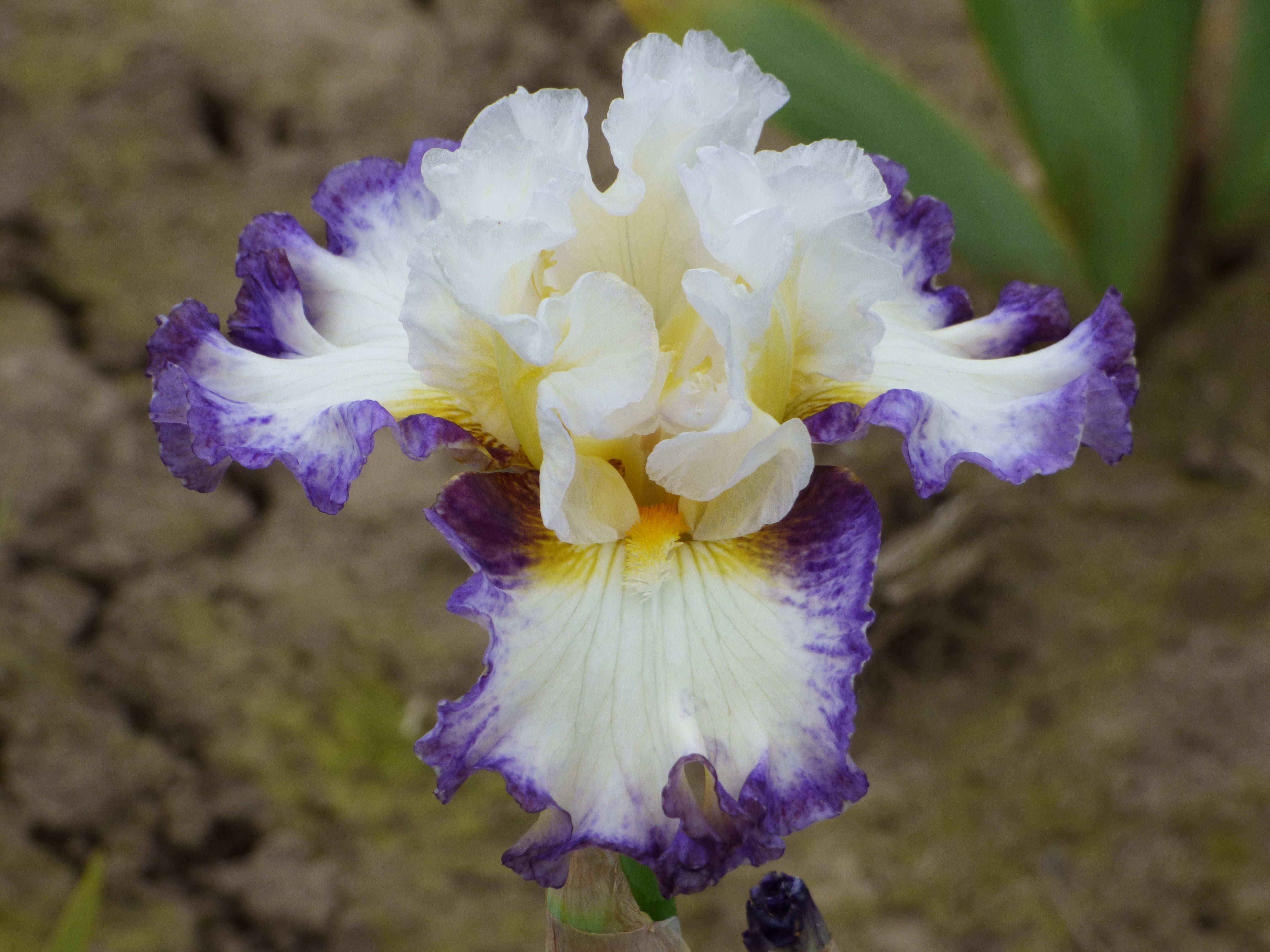 Tightrope – Schreiner's Gardens