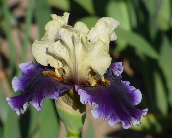 Tiki Bar's Open – Schreiner's Gardens