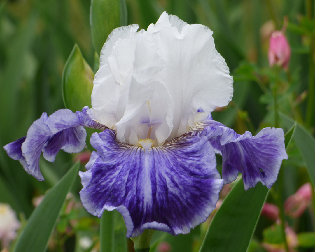 Tillamook Bay | Tall Bearded Iris – Schreiner's Gardens