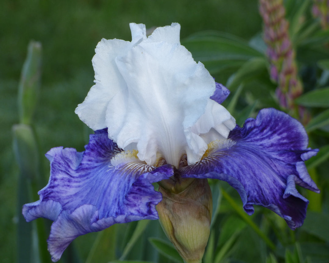 TillamookBay_1_1080x.jpg?v=