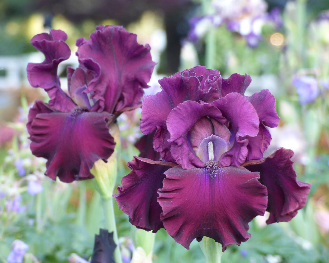 Tin Cup Chalice – Schreiner's Gardens