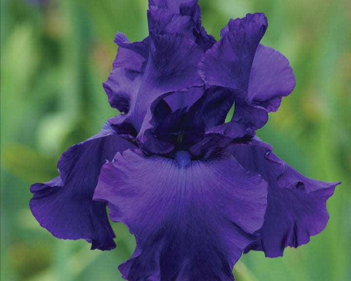 Titan's Glory | Tall Bearded Iris – Schreiner's Gardens
