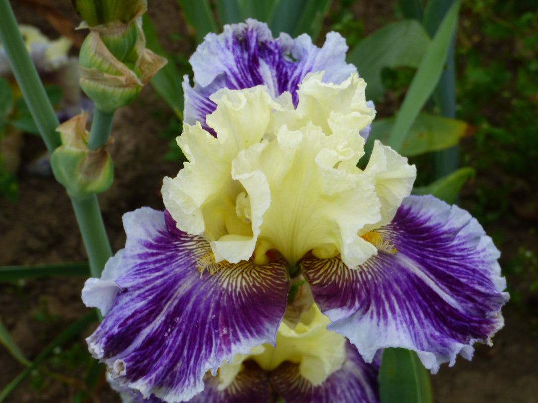 Ermenegildo Zegna フロレンティ－ン アイリス To Wander | Tall Bearded Iris – Schreiner's Gardens