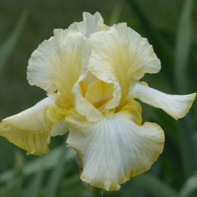 Yellow Iris Bouquet