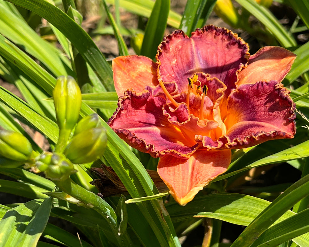 Shop all Daylilies – Page 2 – Schreiner's Gardens