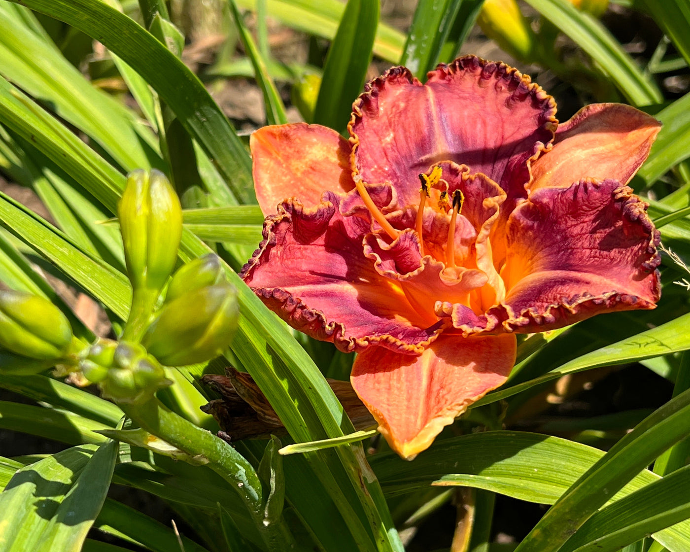 Total Spectrum|Maryott Daylilies – Schreiner's Gardens