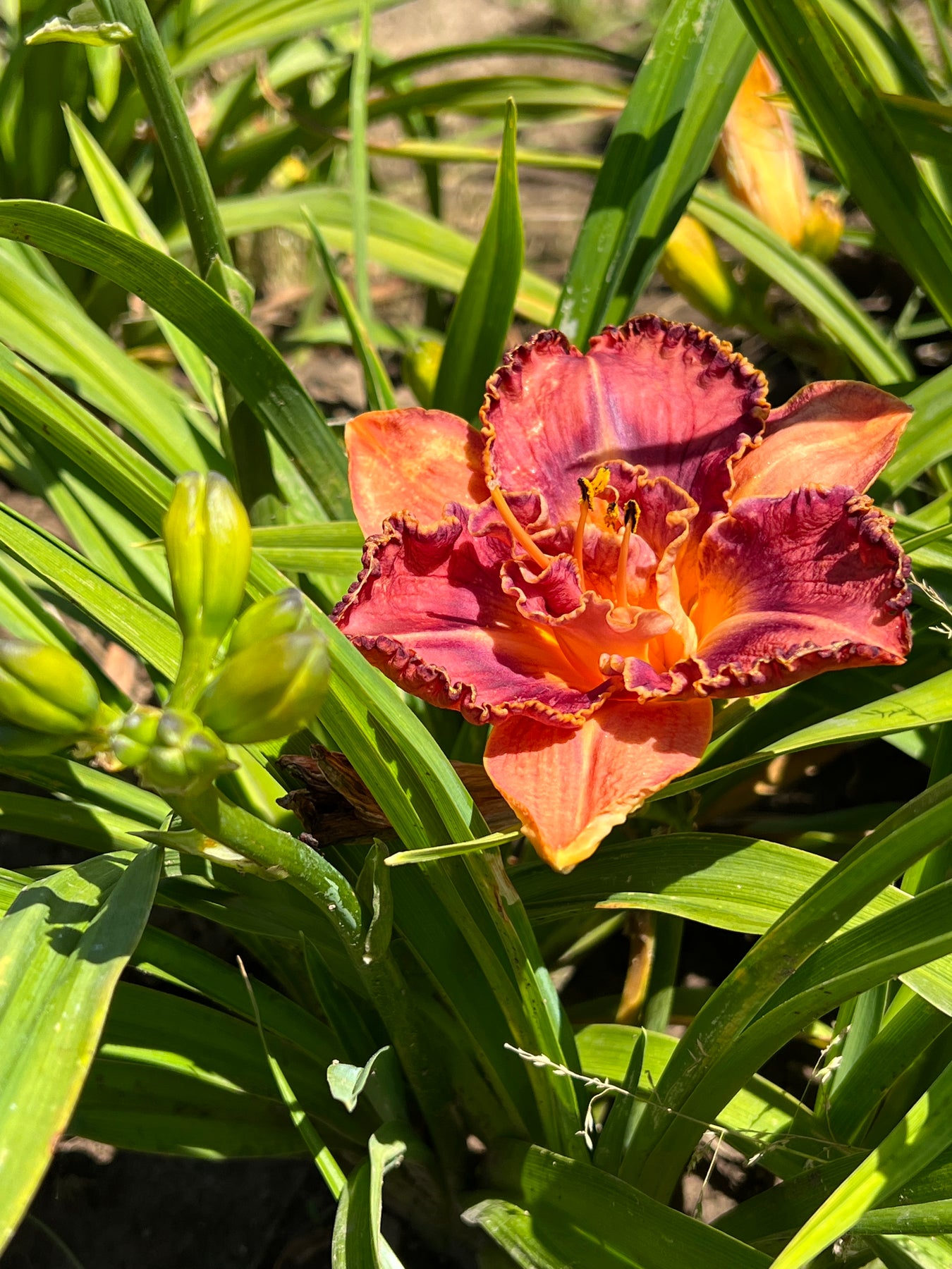 Total Spectrum|Maryott Daylilies – Schreiner's Gardens