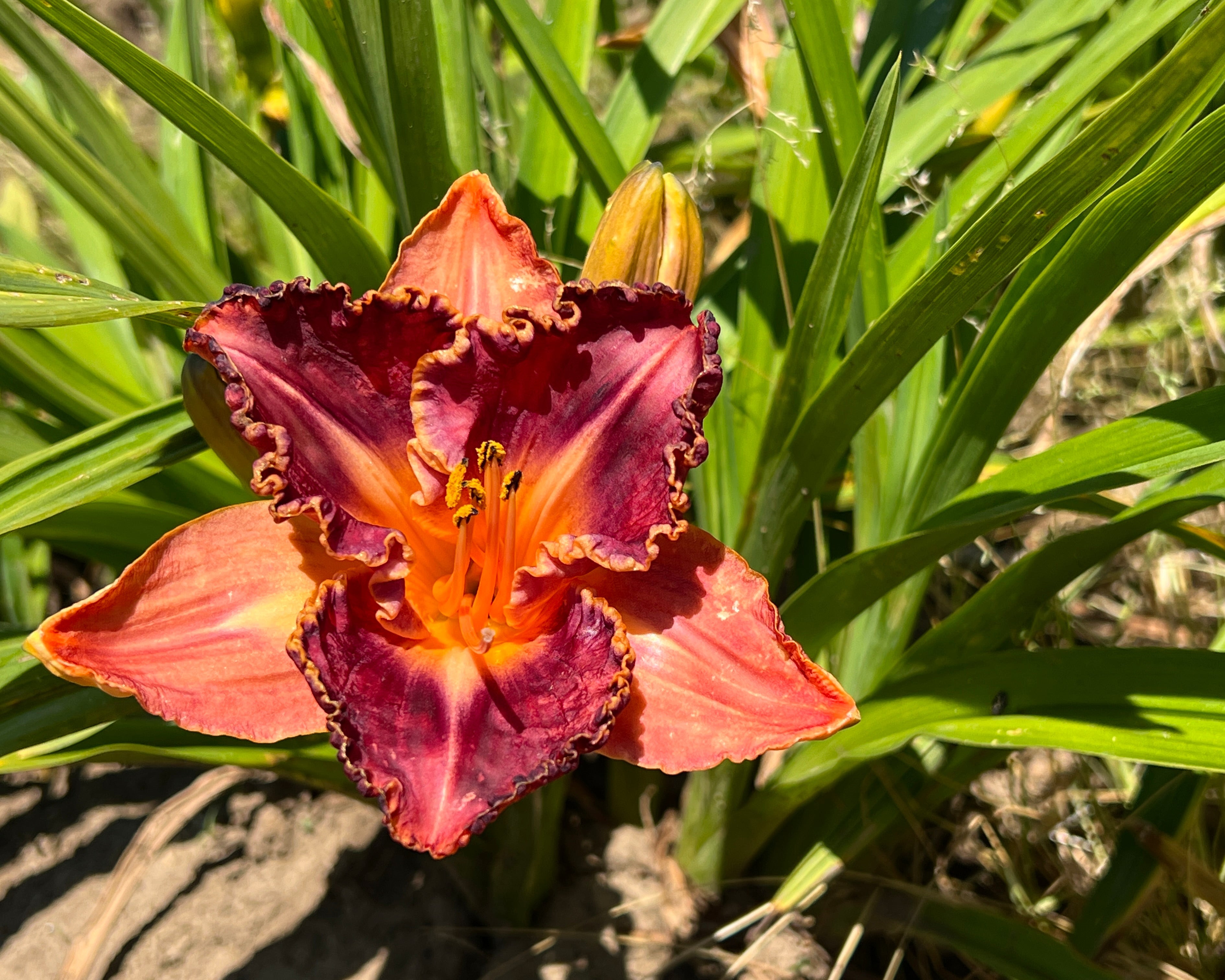Total Spectrum|Maryott Daylilies – Schreiner's Gardens