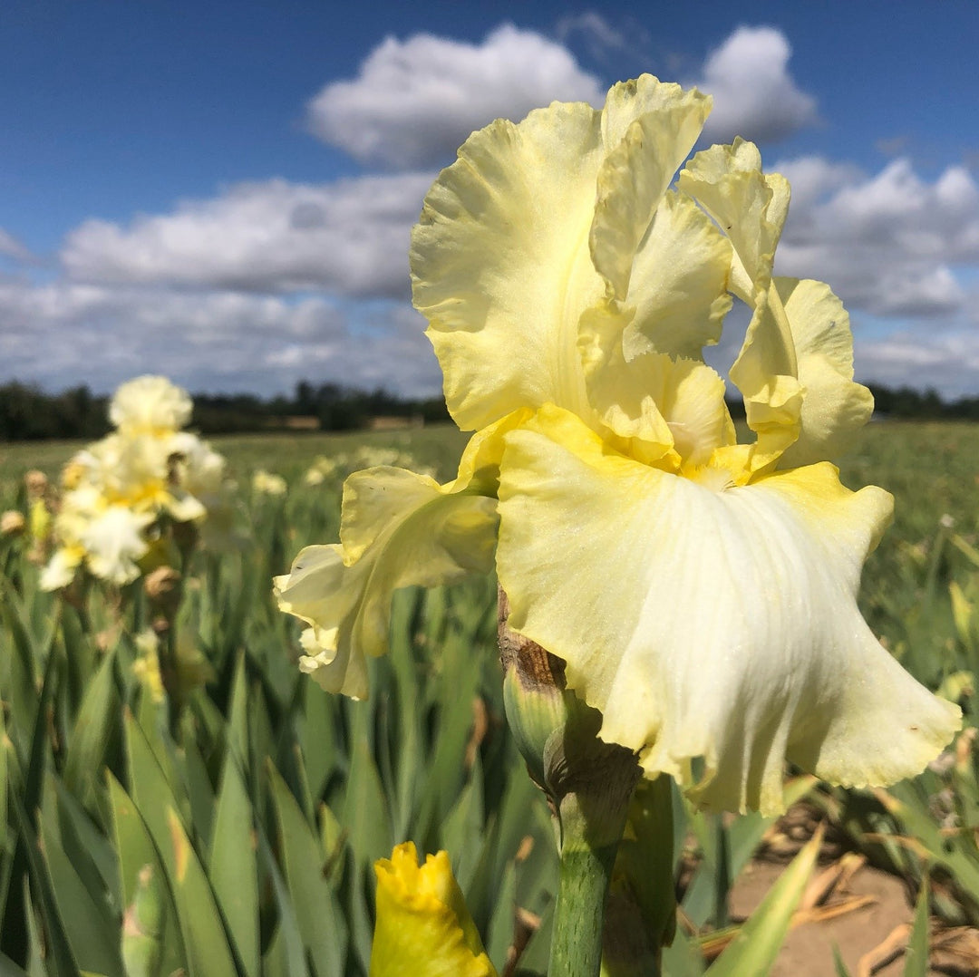 Total Recall | Tall Bearded Iris – Schreiner's Gardens