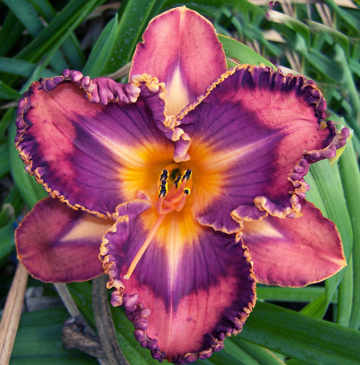 Total Spectrum|Maryott Daylilies – Schreiner's Gardens
