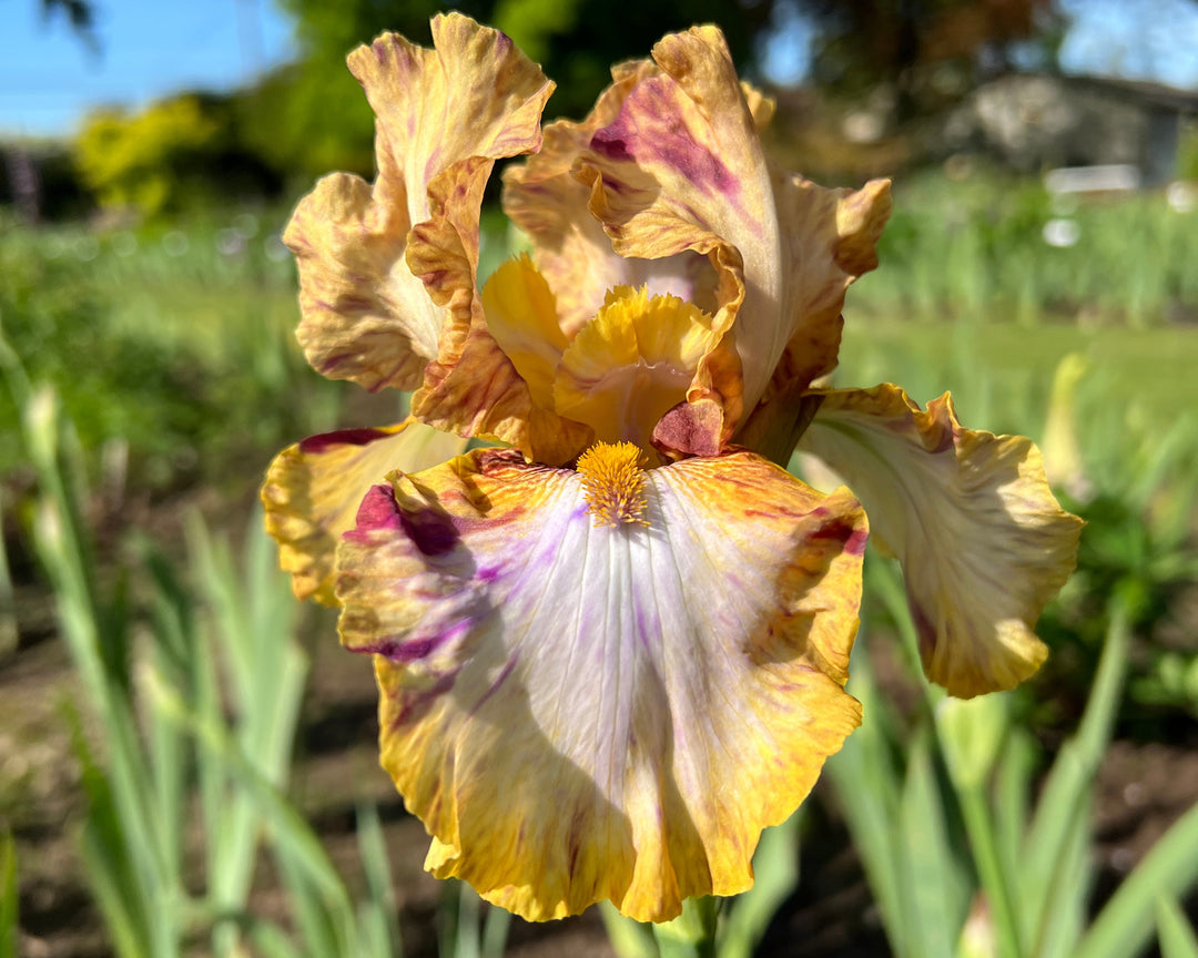 Toucan Tango | Tall Bearded Iris – Schreiner's Gardens