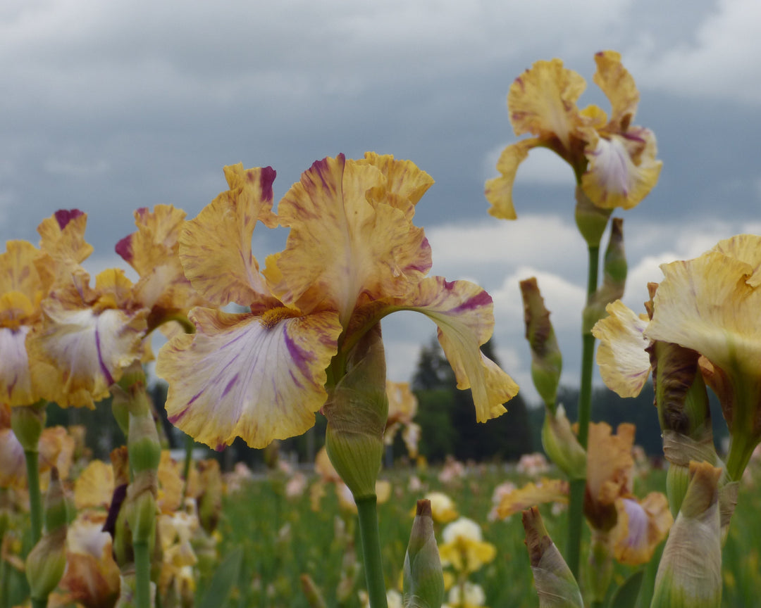 【椿】ドンカラス　フルレート Toucan Tango | Tall Bearded Iris – Schreiner's Gardens