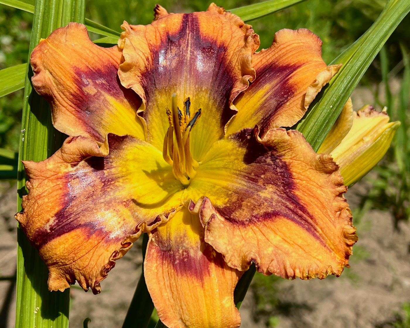 Trembler | Spring Daylily Catalog – Schreiner's Gardens