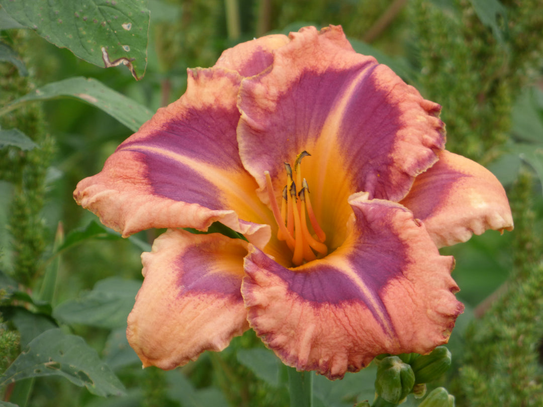 triple lily flower Triple Edged Sword