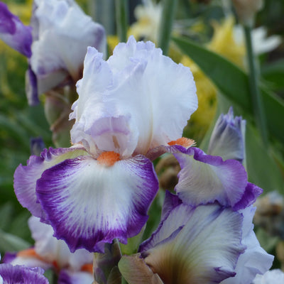 White Iris Bouquet
