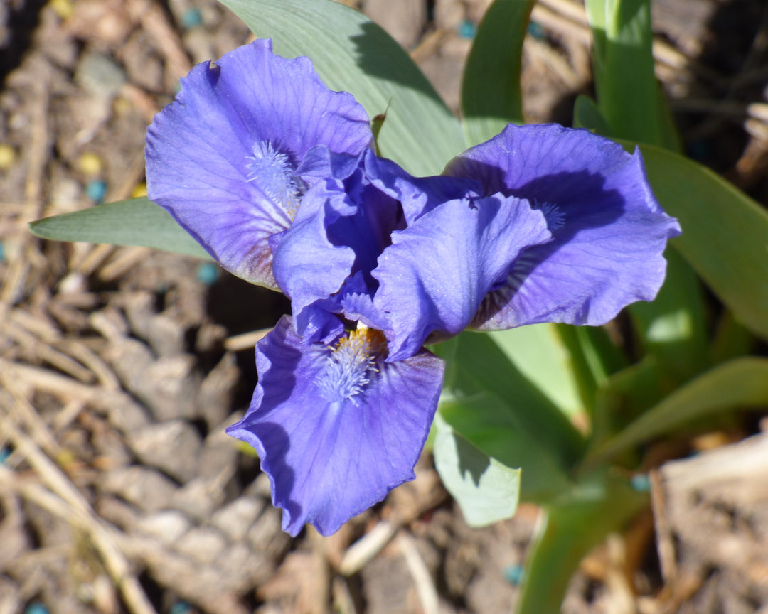 True Navy | Dwarf Bearded Iris – Schreiner's Gardens
