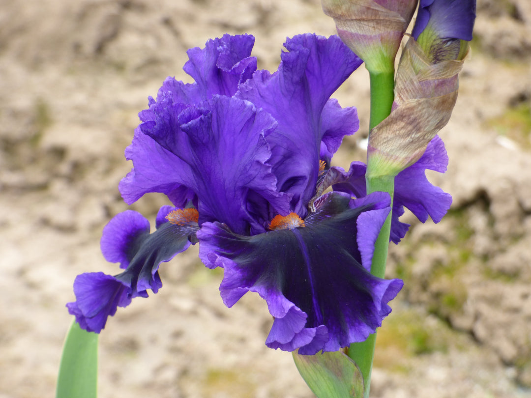 Truth Be Told | Tall Bearded Iris – Schreiner's Gardens