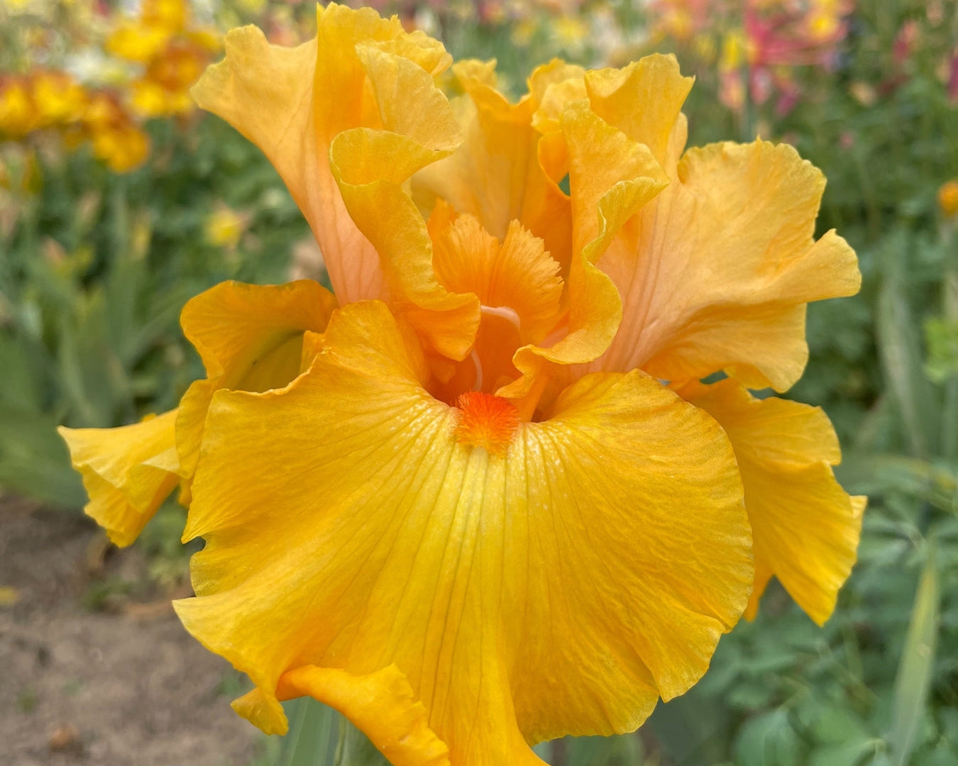 Tumalo Sunset | Tall Bearded Iris – Schreiner's Gardens