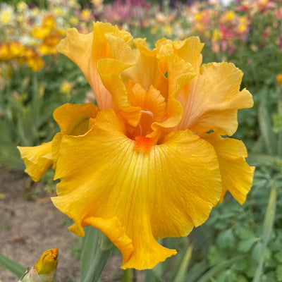 Orange Cut Stems