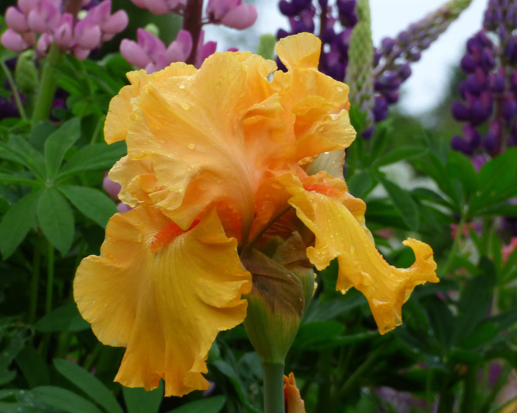 Tumalo Sunset | Tall Bearded Iris – Schreiner's Gardens