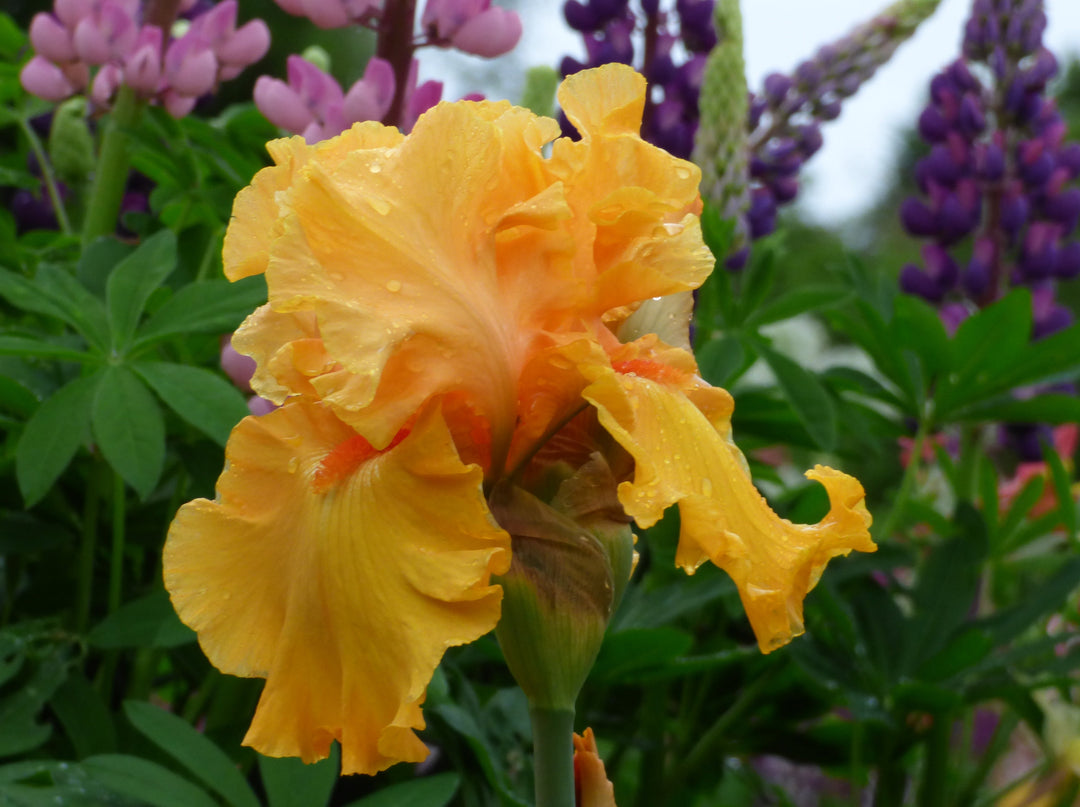Tumalo Sunset | Tall Bearded Iris – Schreiner's Gardens