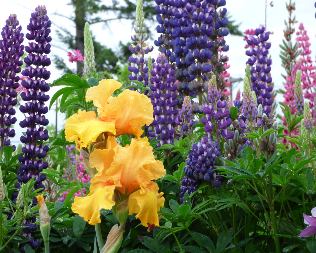 Tumalo Sunset | Tall Bearded Iris – Schreiner's Gardens