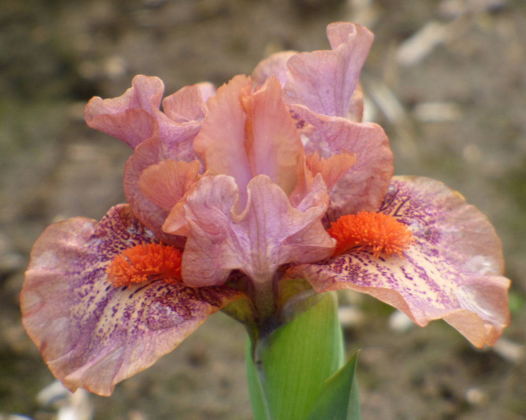 Tuned In – Schreiner's Gardens