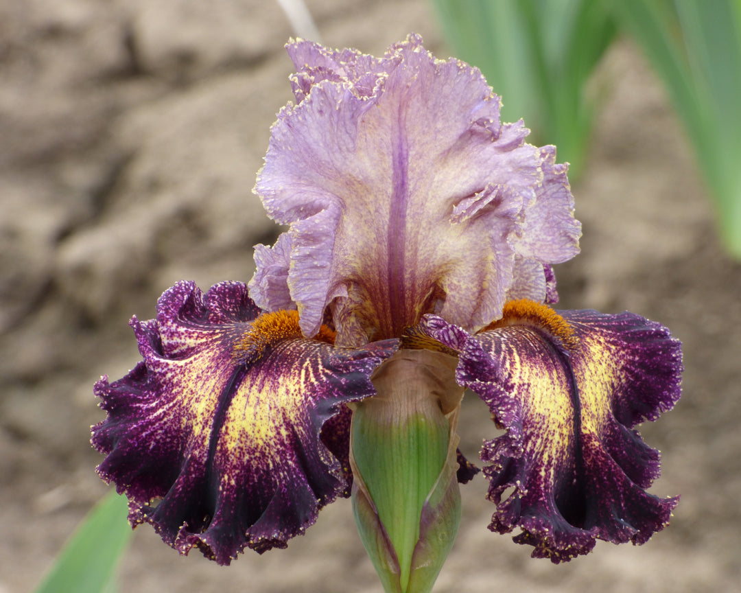 Turkish Tapestry | Tall Bearded Iris – Schreiner's Gardens