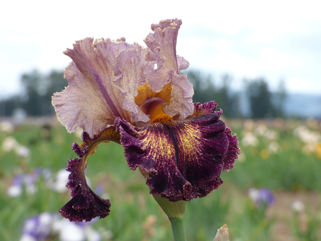 TurkishTapestry_4_1080x.jpg?v=