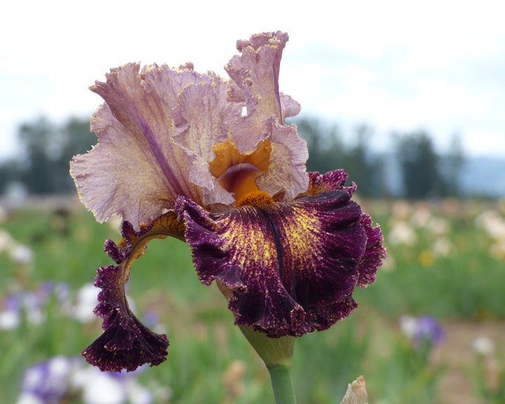 Turkish Tapestry | Tall Bearded Iris – Schreiner's Gardens