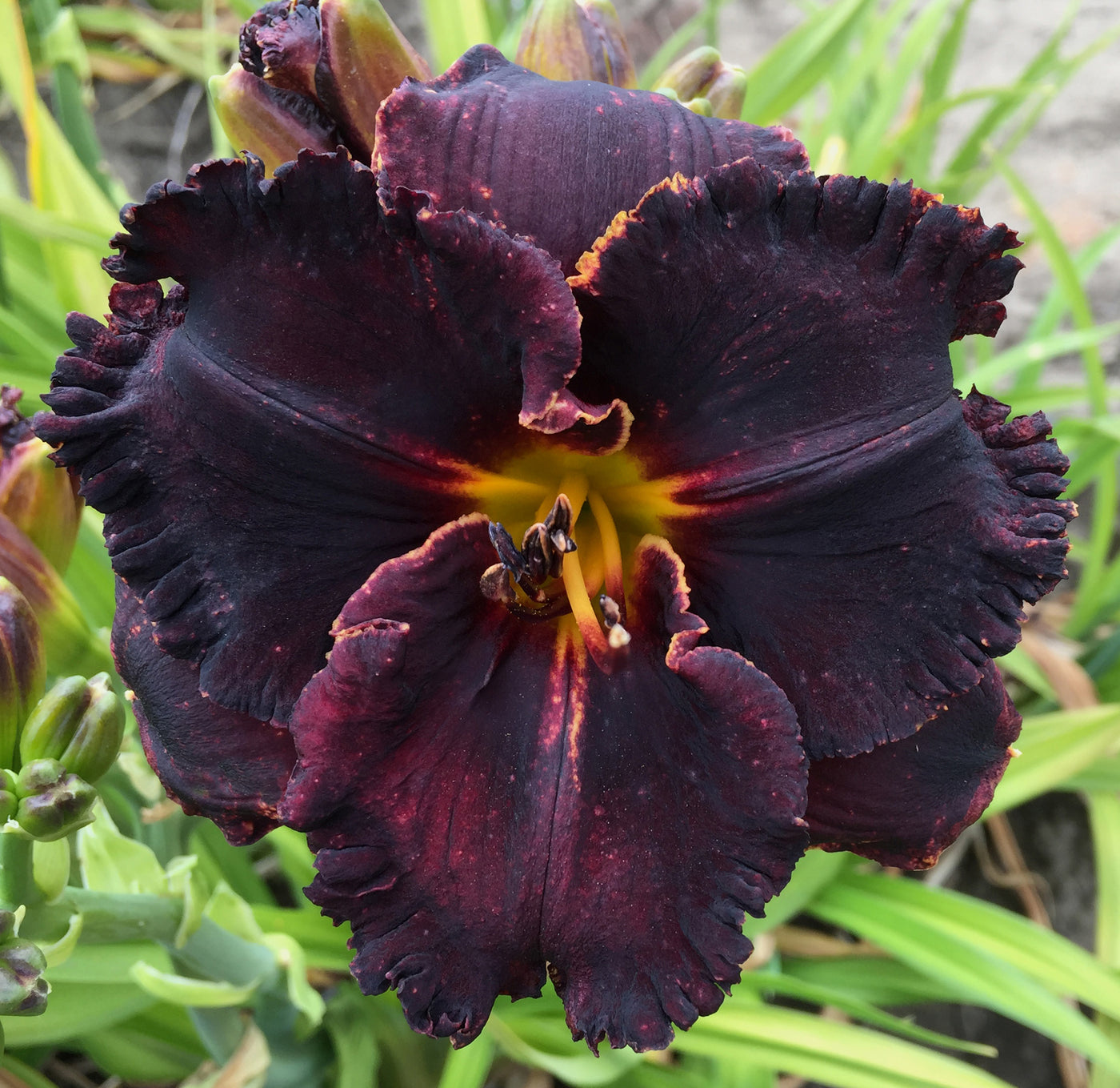 Dark Universe (Daylily)