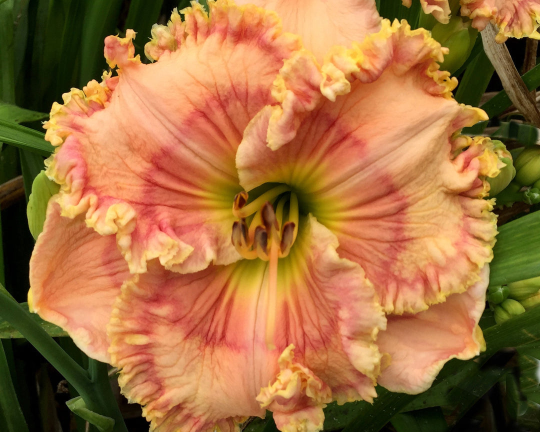 Sending Love | Maryott Daylilies – Schreiner's Gardens