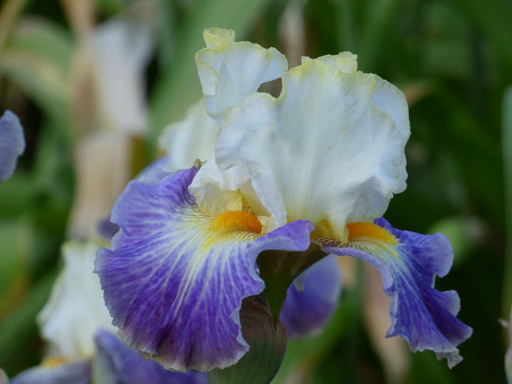 Uprising | Tall Bearded Iris – Schreiner's Gardens