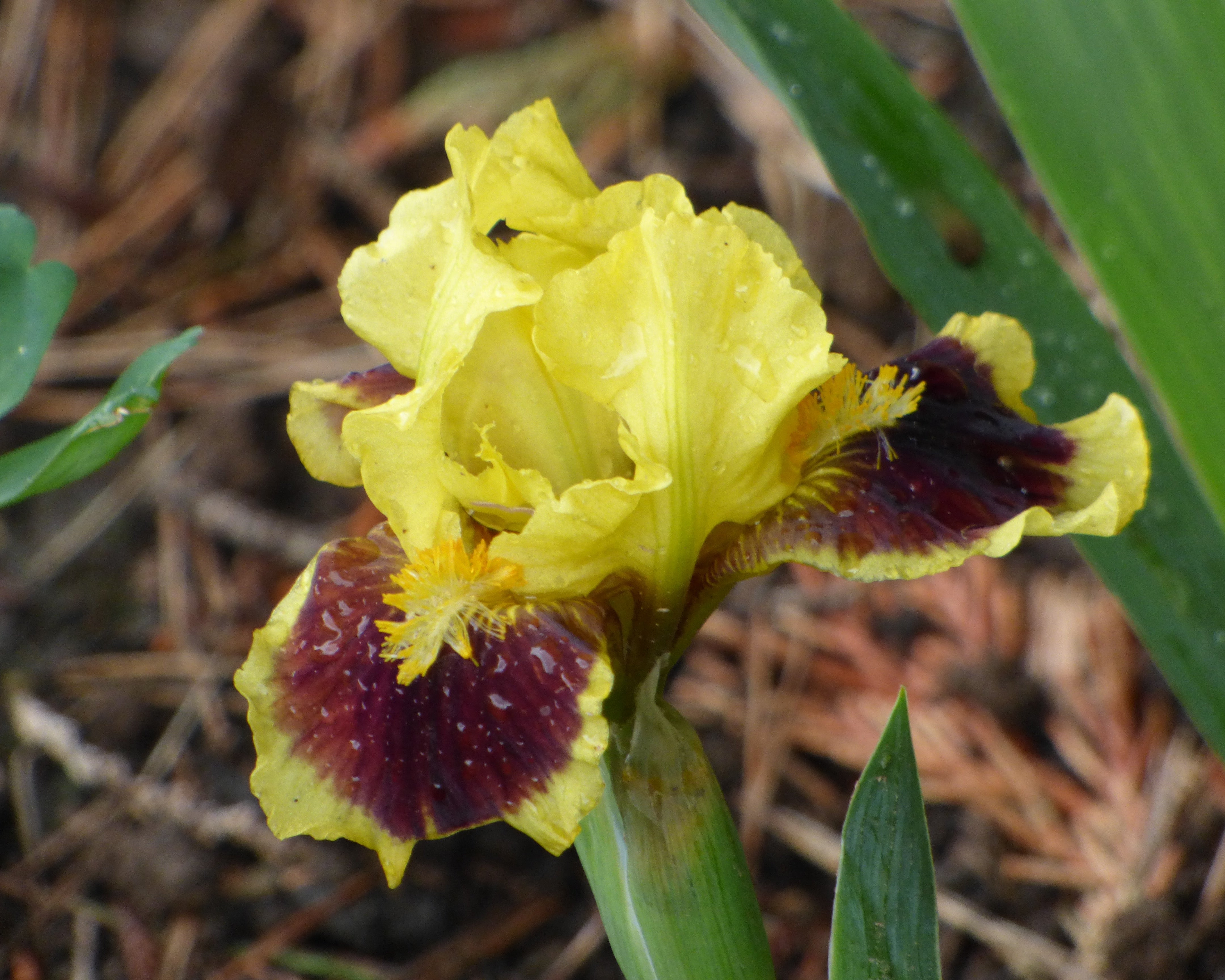 Ultimate – Schreiner's Gardens