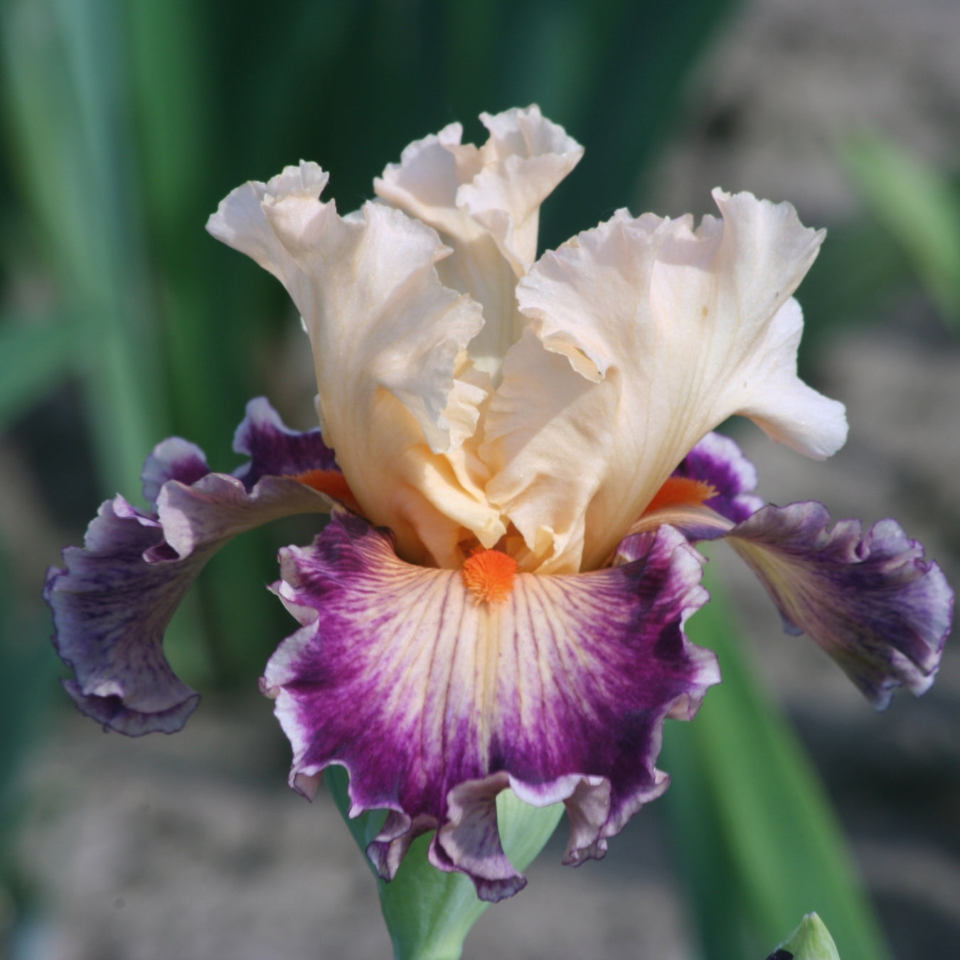Orange Iris Bouquet