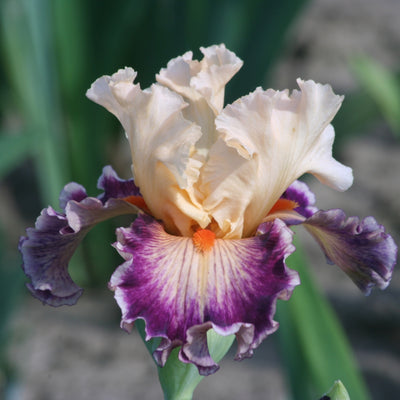 Orange Iris Bouquet