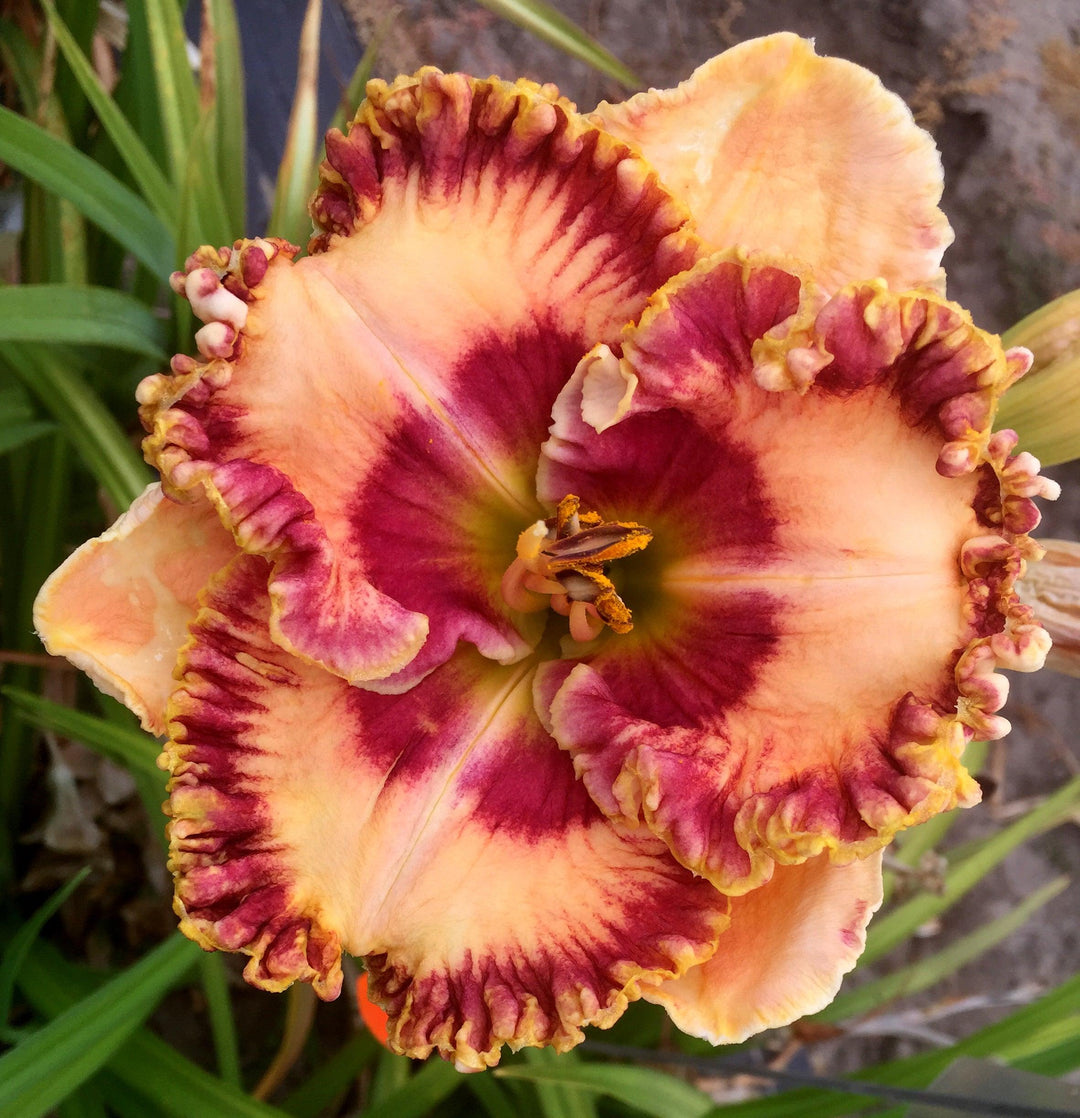 Yazoo – Schreiner's Gardens