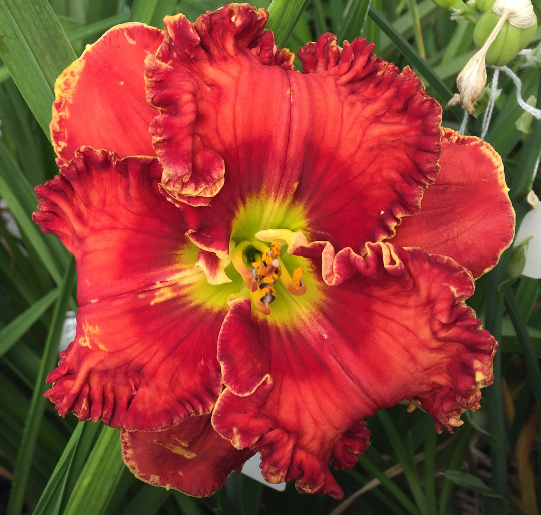 SYNERGISTIC – Schreiner's Gardens