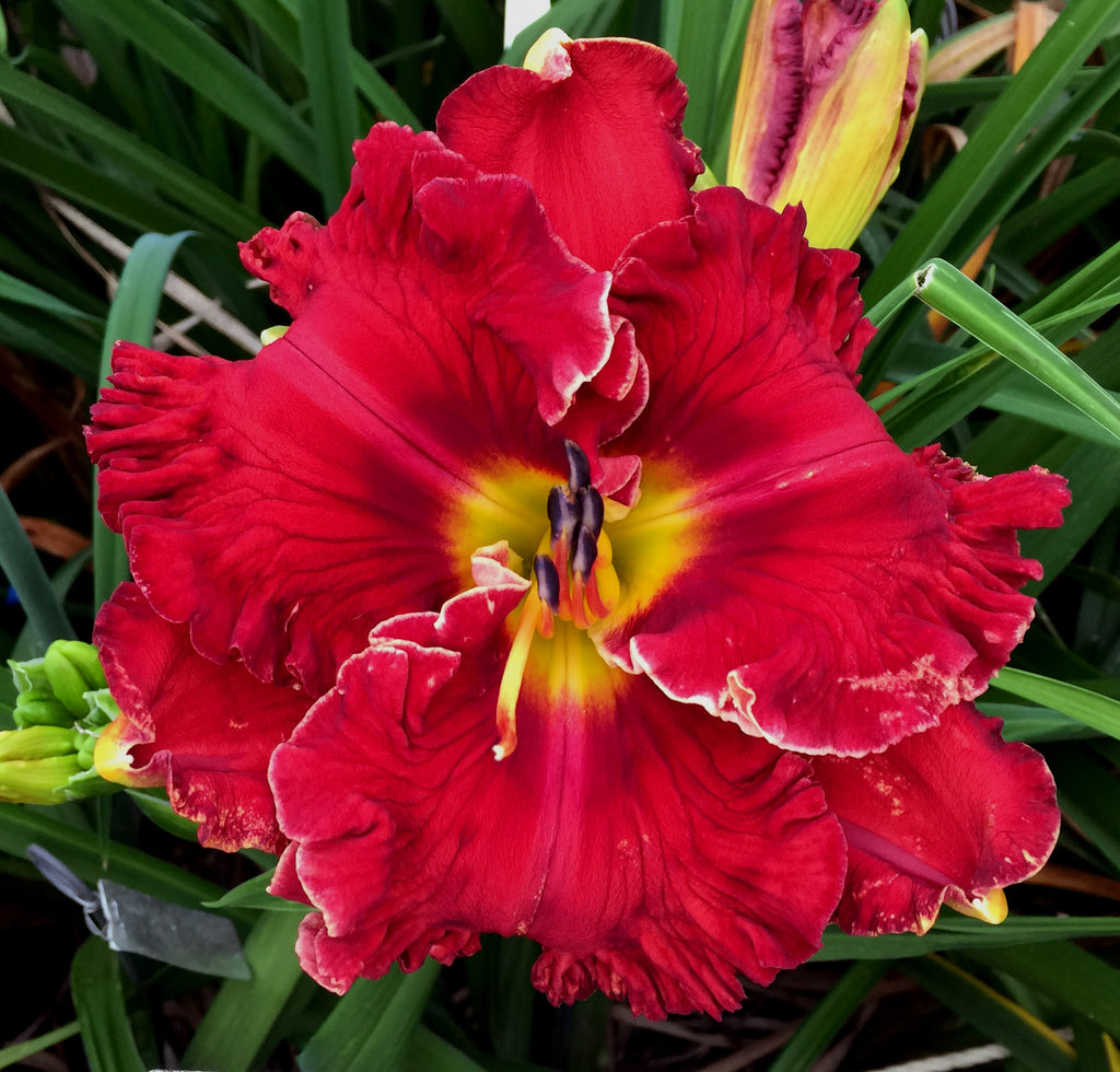 Pure Intentions|Maryott Daylilies – Schreiner's Gardens