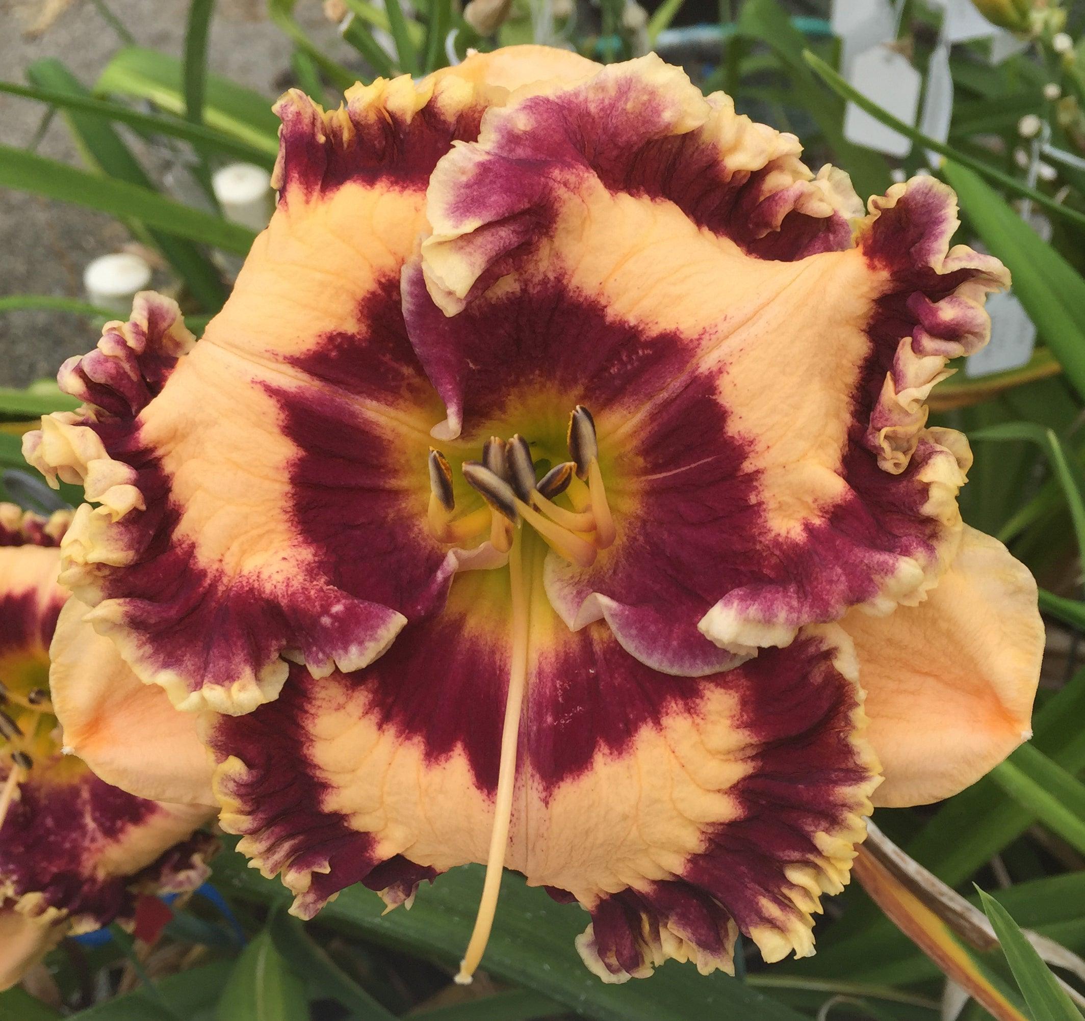 Shouting Match – Schreiner's Gardens