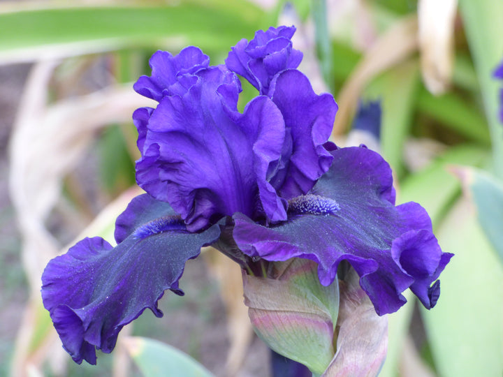 Velvet Voyage | Tall Bearded Iris – Schreiner's Gardens