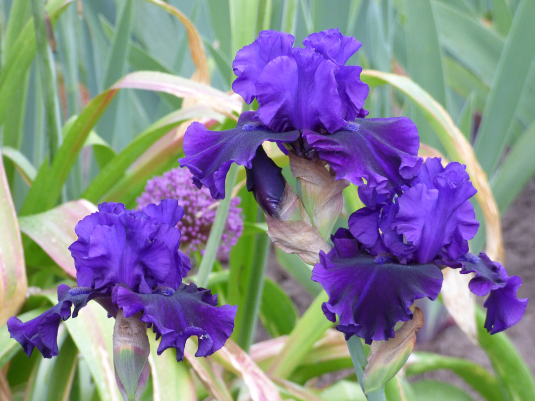 Velvet Voyage | Tall Bearded Iris – Schreiner's Gardens
