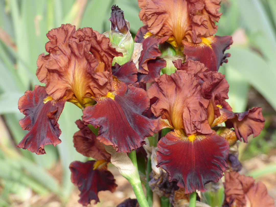 Valentino | Tall Bearded Iris – Schreiner's Gardens