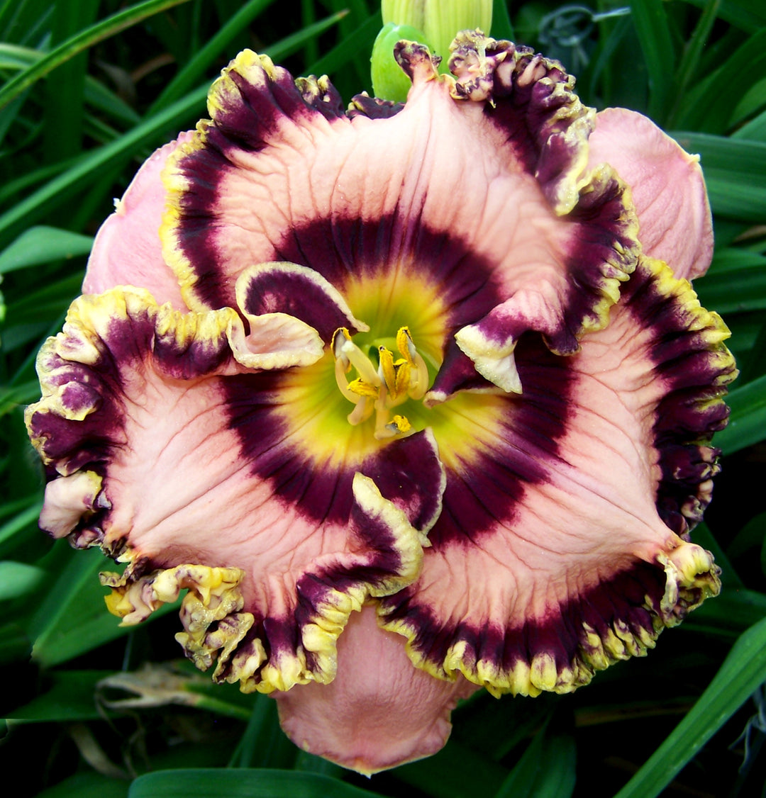 Vegas Jackpot | Spring Daylily Catalog – Schreiner's Gardens