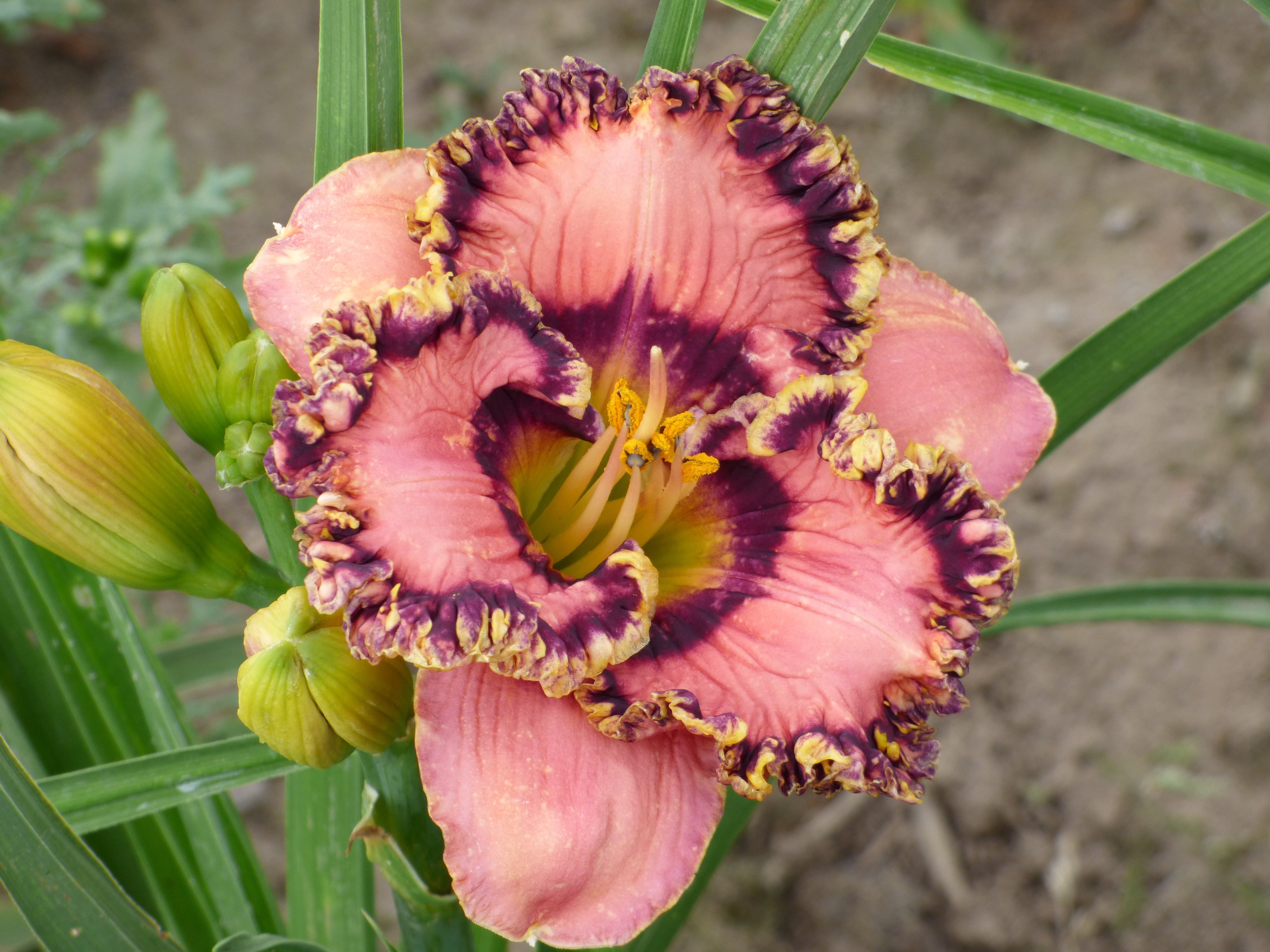 Vegas Jackpot | Spring Daylily Catalog – Schreiner's Gardens