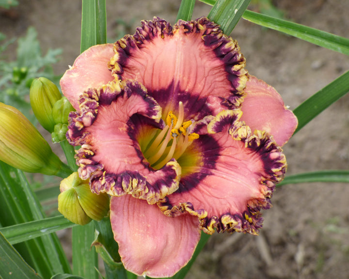 バルーンきんちゃく♡Lilly 他2点 Vegas Jackpot | Spring Daylily Catalog – Schreiner's Gardens