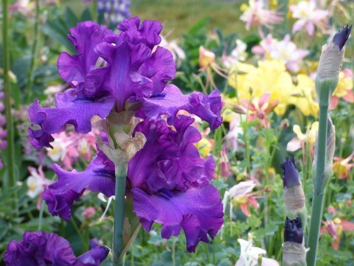 Vicar_2_720x.jpg?v=1754902786