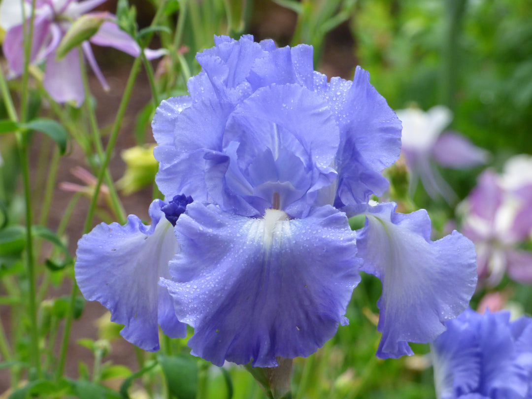 Victoria Falls | Tall Bearded Iris – Schreiner's Gardens